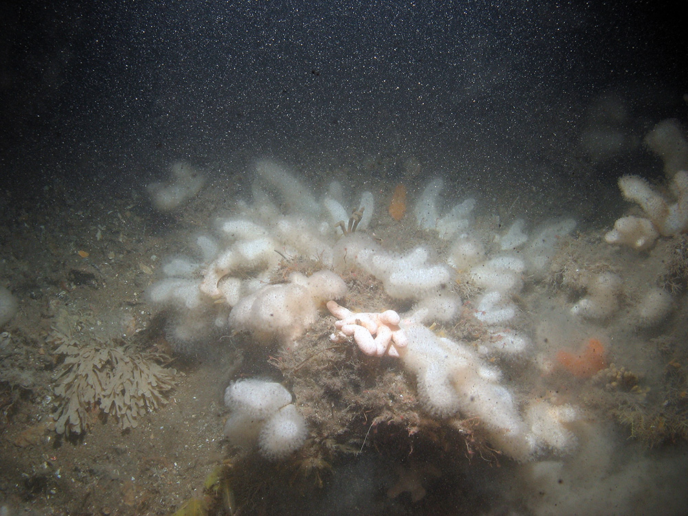 Carbonate slab dominated by dead man's fingers (Alcyonium digitatum), oaten-pipes hydroids (Tubularia indivisa) and bryozoan (Cellaria sp.) at Croker Carbonate Slabs SAC © JNCC