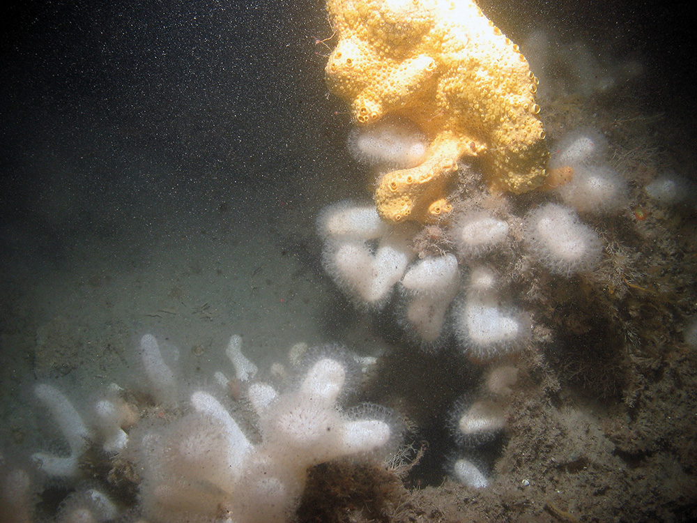Carbonate slab dominated by dead man's fingers and hydroids at Croker Carbonate Slabs SAC © JNCC