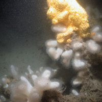 Carbonate slab dominated by dead man's fingers and hydroids at Croker Carbonate Slabs SAC © JNCC