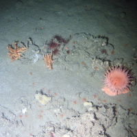 Small growths of cold-water coral (Lophelia pertusa), a large sea anemone and many small anemones on mixed sediment at Darwin Mounds SAC © NOC