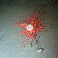 Basket star (Gorgonocephalus sp.) on a muddy seabed at Darwin Mounds SAC © NOC
