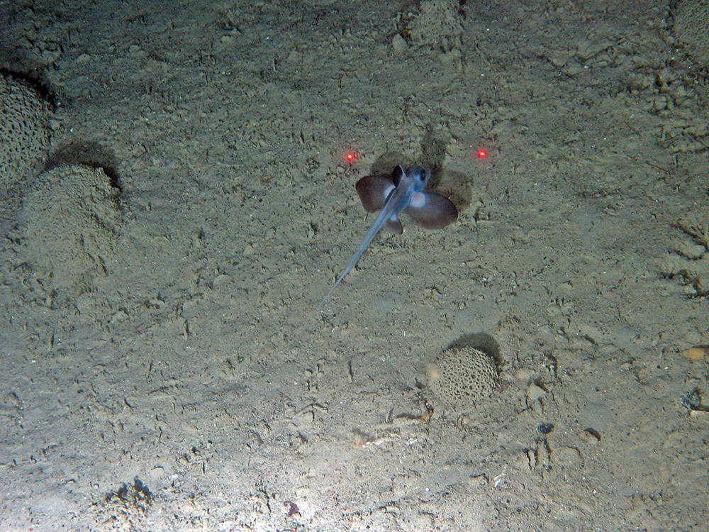 Rabbit fish (Chimaera sp.) and the xenophyophores (Syringammina fragillissima) on sediment at Darwin Mounds SAC © NOC