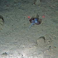 Rabbit fish (Chimaera sp.) and the xenophyophores (Syringammina fragillissima) on sediment at Darwin Mounds SAC © NOC