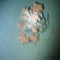 Cold-water coral (Lophelia pertusa) clump on sediment at Darwin Mounds SAC © NOC