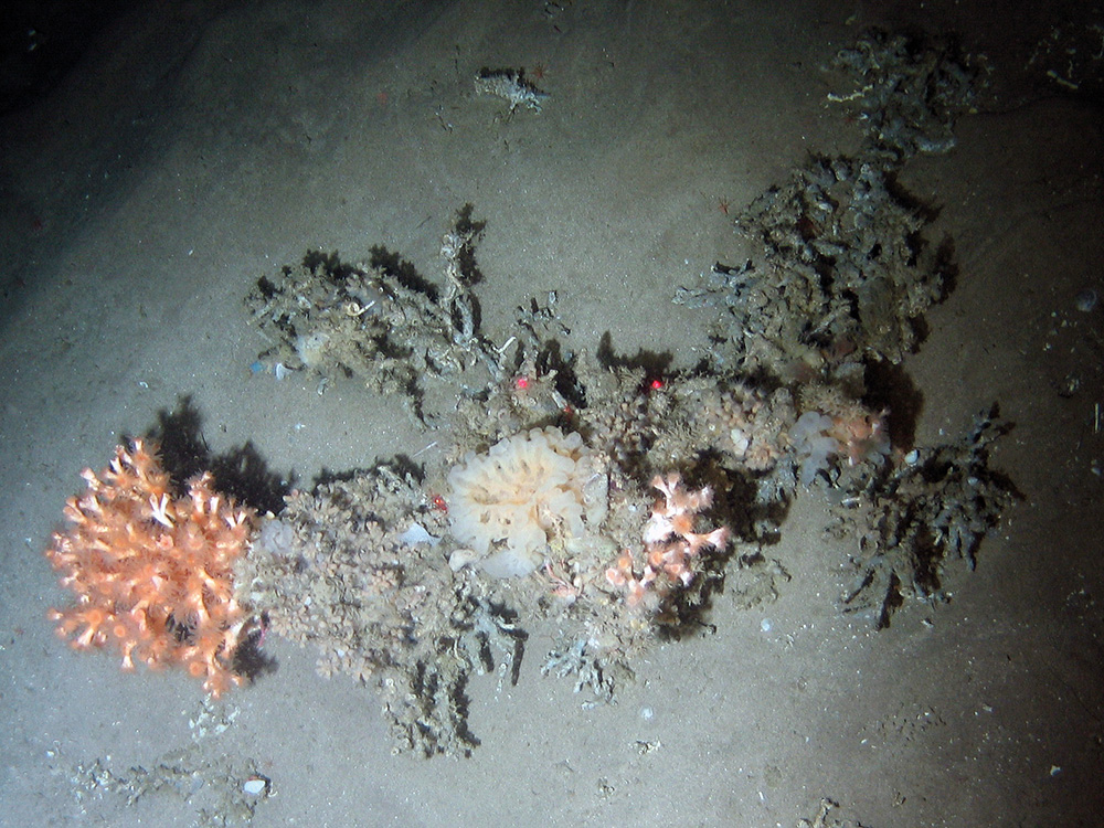 Cold-water coral (Lophelia pertusa) and a glass sponge (Farrea sp.) on sediment at Darwin Mounds SAC © NOC