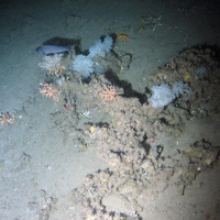 Glass sponges (Farrea sp.), cold-water coral (Lophelia pertusa), sponges and zoanthid anemones (Zoantharia sp.) on sediment at Darwin Mounds SAC © NOC