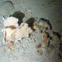 Fan sponge (Phakellia sp.) and other sponges and sea anemones on coral rubble sediment at Darwin Mounds SAC © NOC