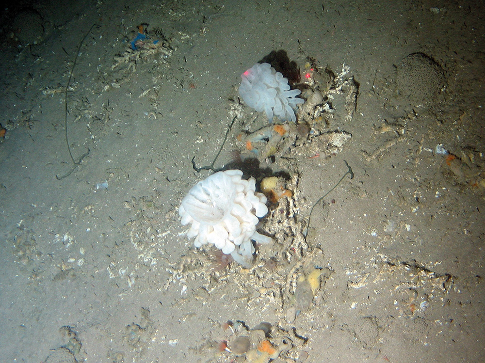 A glass sponge (Aphrocallistes sp.) and Echiuroid worms (Bonelia viridis) on coral rubble sediment at Darwin Mounds SAC © NOC