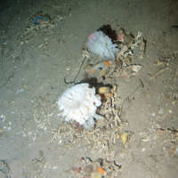 A glass sponge (Aphrocallistes sp.) and Echiuroid worms (Bonelia viridis) on coral rubble sediment at Darwin Mounds SAC © NOC