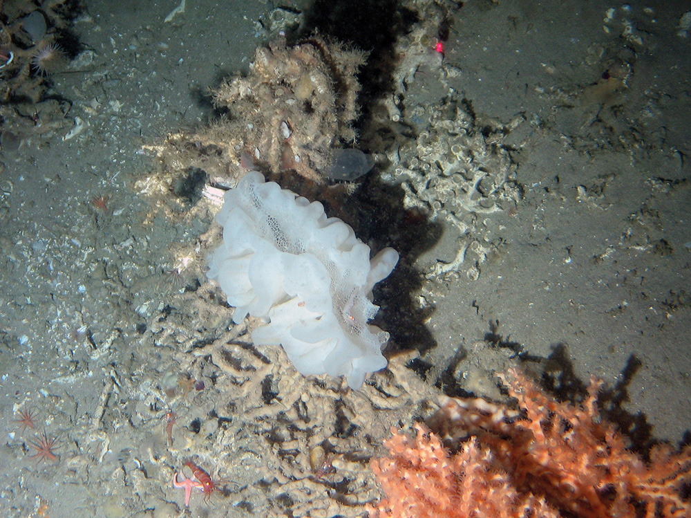 A glass sponge Aphrocallistes sp. and cold water coral (Lophelia pertusa) on broken coral and sediment at Darwin Mounds SAC © NOC