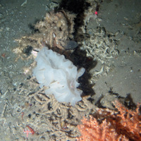 A glass sponge Aphrocallistes sp. and cold water coral (Lophelia pertusa) on broken coral and sediment at Darwin Mounds SAC © NOC