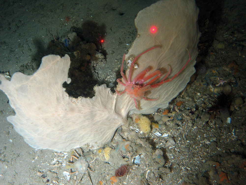 A fan sponge (Phakellia sp.) with a crab on coral rubble sediment at Darwin Mounds SAC © NOC