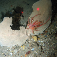 A fan sponge (Phakellia sp.) with a crab on coral rubble sediment at Darwin Mounds SAC © NOC