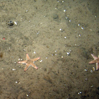Sand star (Astropecten irregularis) on rippled sand at Dogger Bank SAC © JNC