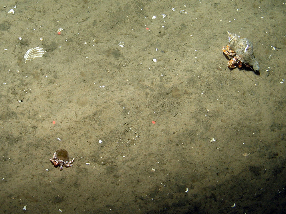 Hermit crabs (Pagurus bernhardus) on rippled sand at Dogger Bank SAC © JNCC 