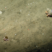 Hermit crabs (Pagurus bernhardus) on rippled sand at Dogger Bank SAC © JNCC 