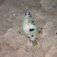 Megrim (Lepidorhombus whiffiagonis) on rippled sand at Dogger Bank SAC © JNCC  