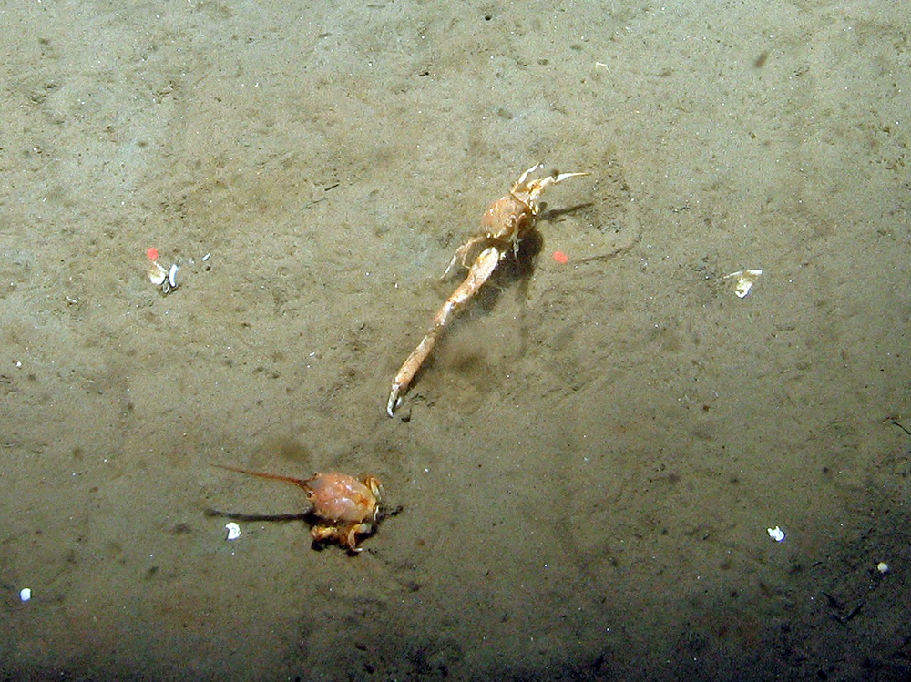 Masked crab (Corystes cassivelaunus) on rippled sand at Dogger Bank SAC © JNCC 