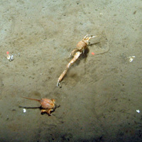 Masked crab (Corystes cassivelaunus) on rippled sand at Dogger Bank SAC © JNCC 