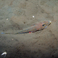 Dragonet (Callionymus lyra) on rippled sand at Dogger Bank SAC © JNCC