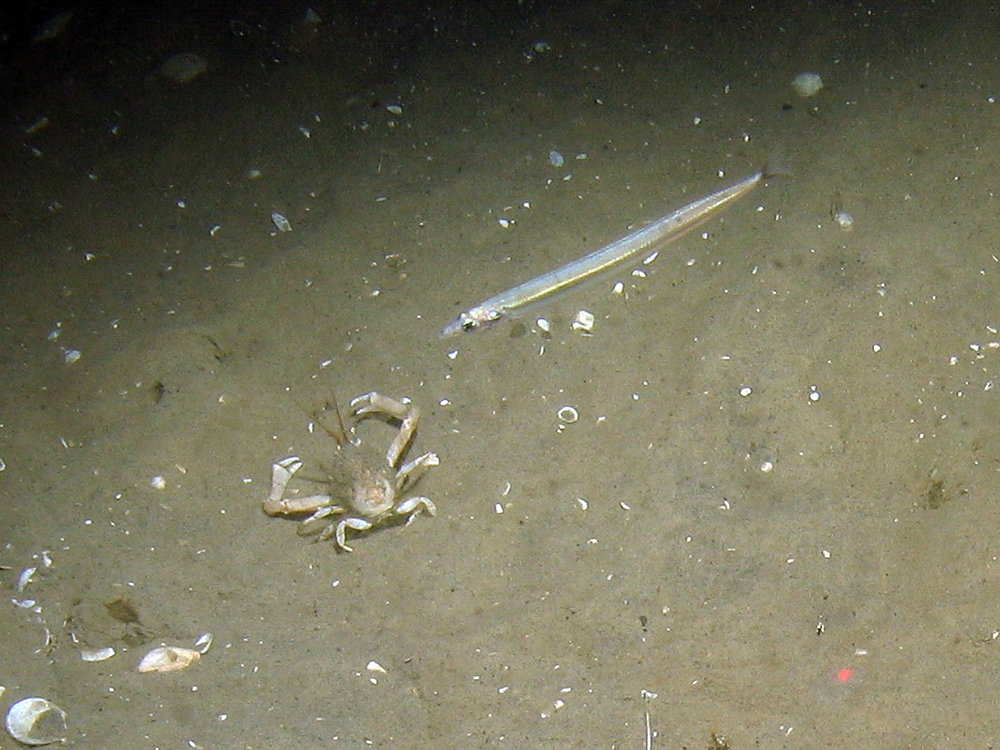 Hermit crab (Pagurus bernhardus) and common starfish (Asterias rubens) on rippled sand at Dogger Bank SAC © JNCC