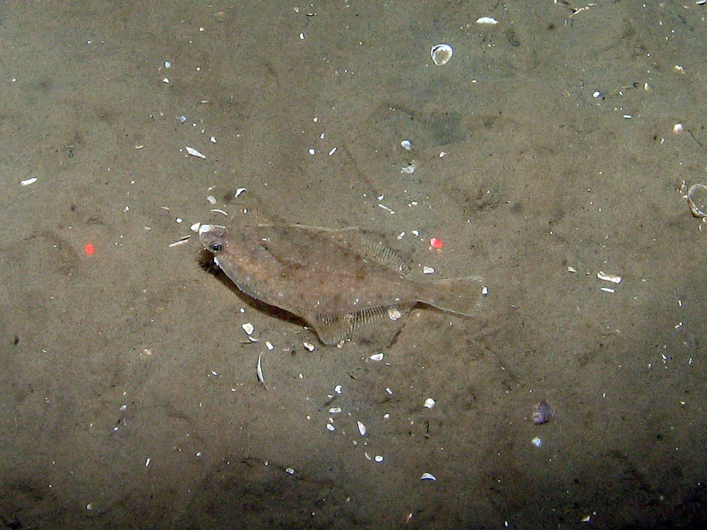 Megrim (Lepidorhombus whiffiagonis) on rippled sand at Dogger Bank SAC © JNCC 