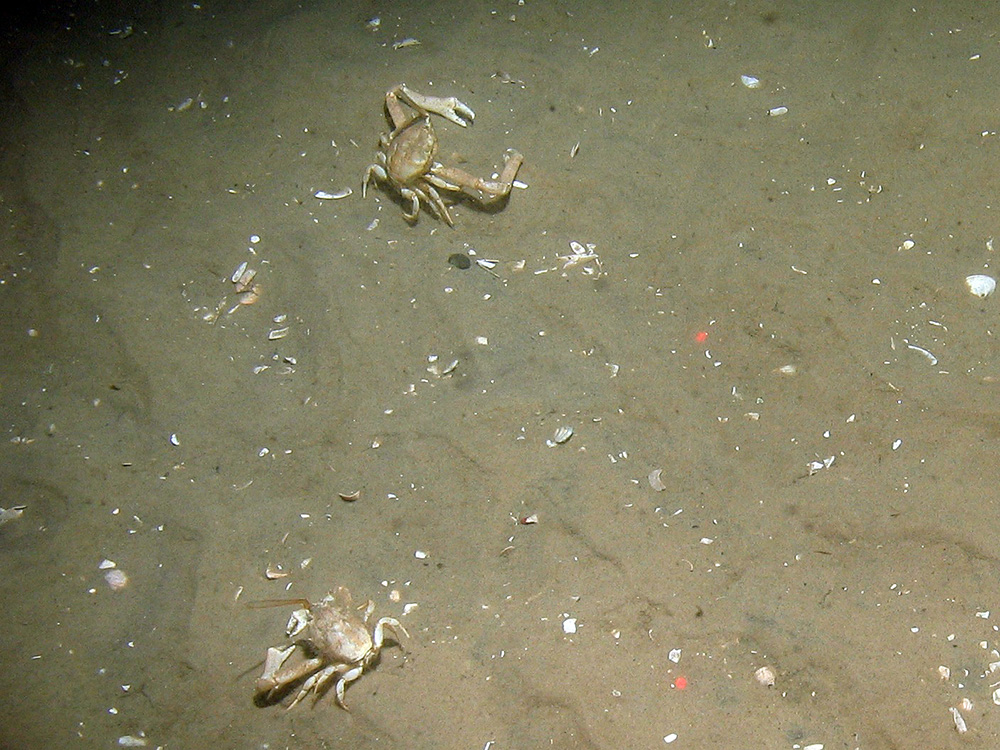 Masked crabs (Corystes cassivelaunus) on rippled sand Dogger Bank SAC © JNCC