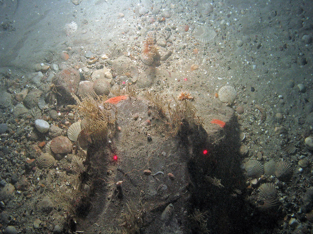Anemone (Arachnanthus sarsi) in sediment; hydroids (Abietinaria abietina), a branched calcareous bryozoan (Cheilostomatida) and other organisms on a cobble at East of Haig Fras MCZ © JNCC/Cefas
