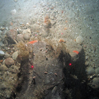 Anemone (Arachnanthus sarsi) in sediment; hydroids (Abietinaria abietina), a branched calcareous bryozoan (Cheilostomatida) and other organisms on a cobble at East of Haig Fras MCZ © JNCC/Cefas