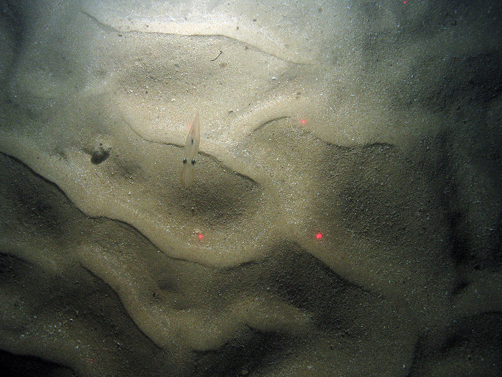 Small squid (Teuthida) swims over rippled sand at East of Haig Fras MCZ © JNCC/Cefas