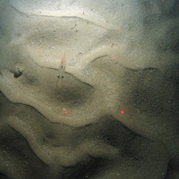 Small squid (Teuthida) swims over rippled sand at East of Haig Fras MCZ © JNCC/Cefas