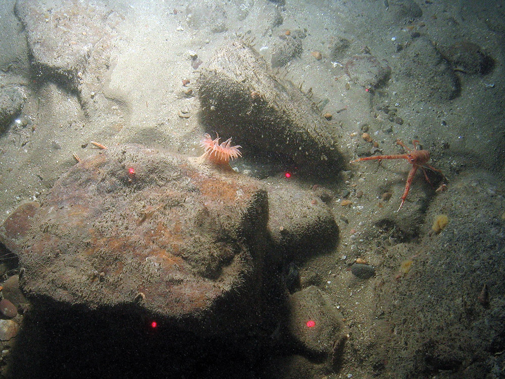 Anemone (Actinauge richardi) on cobble with long clawed squat lobsters (Munida rugosa) at East of Haig Fras MCZ © JNCC/Cefas