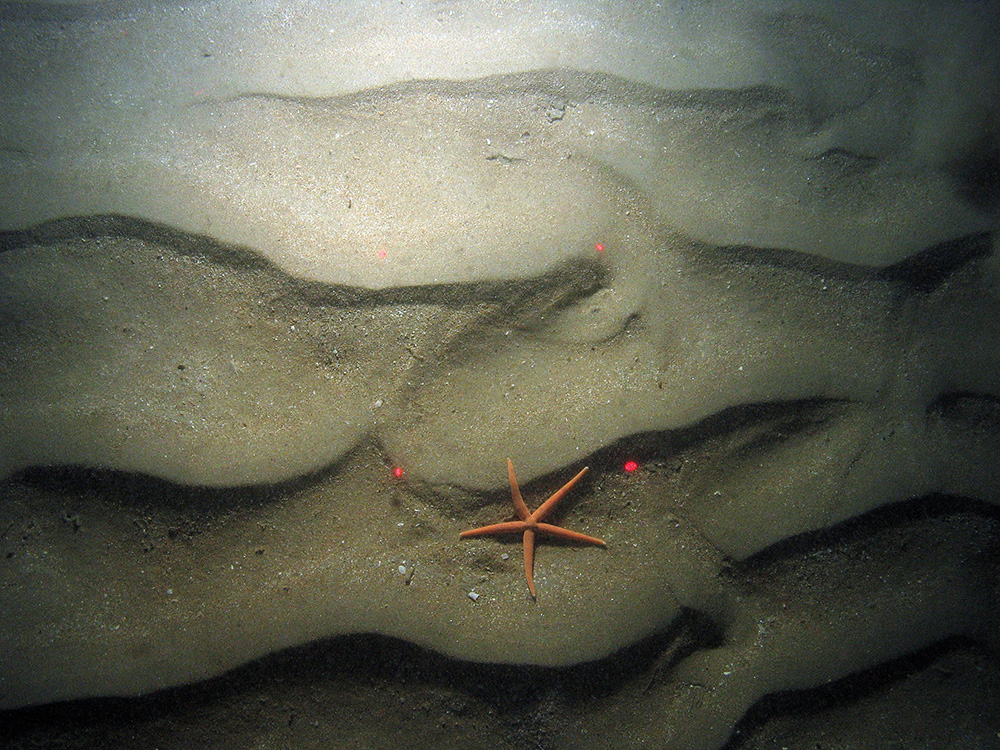 The starfish (Stichastrella rosea) on rippled sand at East of Haig Fras MCZ
