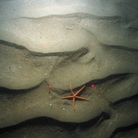 The starfish (Stichastrella rosea) on rippled sand at East of Haig Fras MCZ