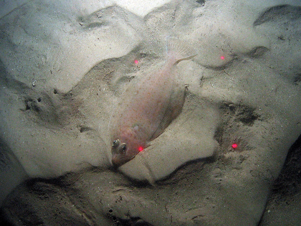 Megrim (Lepidorhombus whiffiagonis) on rippled sand at East of Haig Fras MCZ © JNCC/Cefas