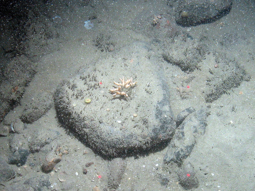 Branching calcareous bryozoan (Cheilostomatida) on cobble with Devonshire cup corals (Caryophyllia smithii) at East of Haig Fras MCZ © JNCC/Cefas