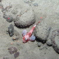 Red gurnard (Aspitrigla cuculus) on sediment covered boulders at East of Haig Fras MCZ © JNCC/Cefas