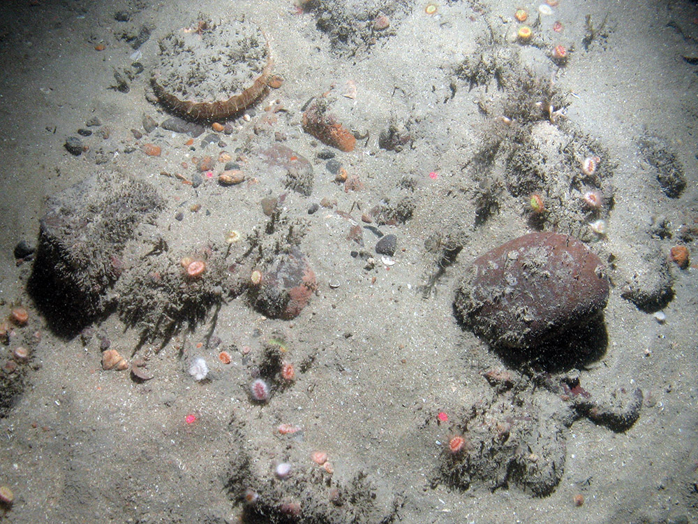 Devonshire cup corals (Caryophyllia smithii) on sediment inundated rocks with a scallop (Pecten maximus) at East of Haig Fras MCZ © JNCC/Cefas