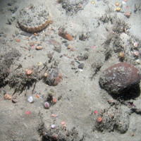Devonshire cup corals (Caryophyllia smithii) on sediment inundated rocks with a scallop (Pecten maximus) at East of Haig Fras MCZ © JNCC/Cefas