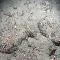 Devonshire cup corals (Caryophyllia smithii) on sediment inundated boulders at East of Haig Fras MCZ © JNCC/Cefas