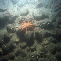 Common sunstar (Crossaster papposus) on cobbles with white trumpet anemones (Parazoanthus anguicomis) at East of Haig Fras MCZ © JNCC/Cefas