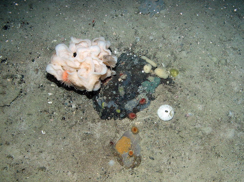 A large sponge with an anemone (Anthozoa) and feather star (Crinoidea), along with a range of other sponges (Porifera) and cup corals at East Rockall Bank SAC © JNCC