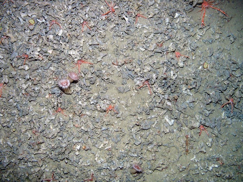 Squat lobsters (Munida) on the seabed at East Rockall Bank SAC (© JNCC)