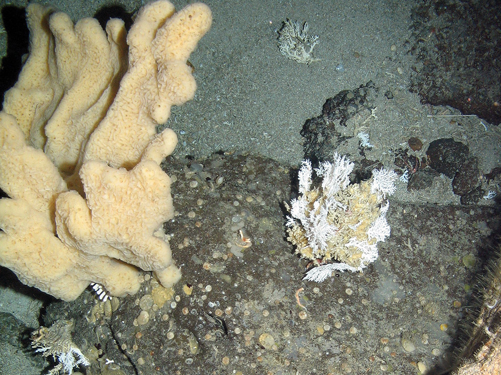 A sponge and Stylasteridae coral at East Rockall Bank SAC © JNCC