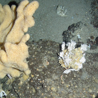 A sponge and Stylasteridae coral at East Rockall Bank SAC © JNCC