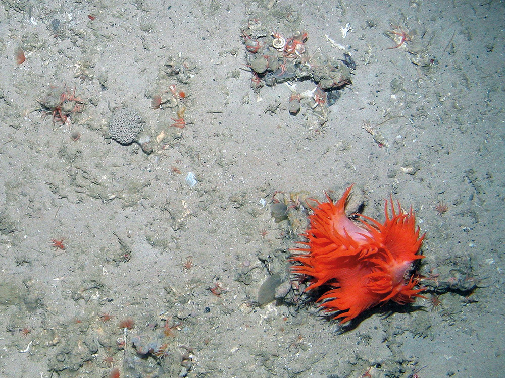 An anemone (Phellactis sp.) on the seabed at East Rockall Bank SAC © JNCC
