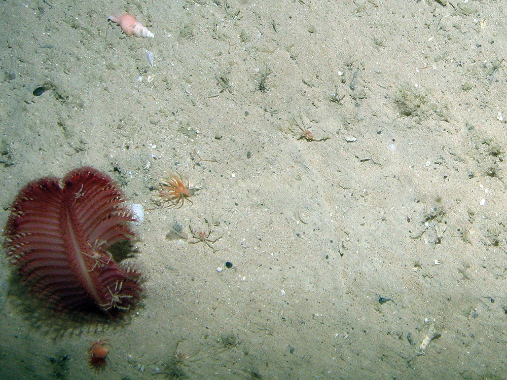 A sea pen (Pennatula phosphorea) with spider crabs at East Rockall Bank SAC © JNCC