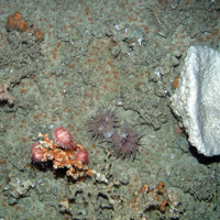 Cold water coral, sea urchins, anemones and large cup sponge at East Rockall Bank SAC © JNCC