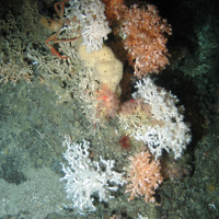 Live cold water coral (Lophelia pertusa) with sponges at East Rockall Bank SAC© NOC