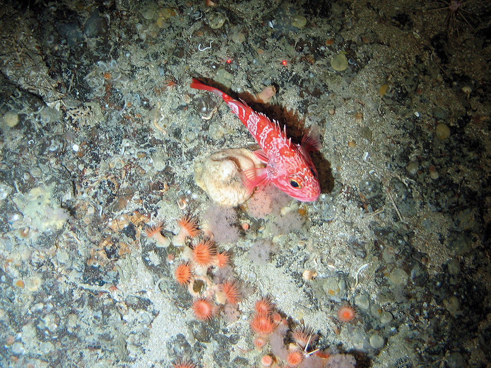 Sand inundated rock with a blue-mouth (Helicolenus dactylopterus), sea anemones (Anthozoa) and sponges (Porifera) at  East Rockall Bank SAC © NOC